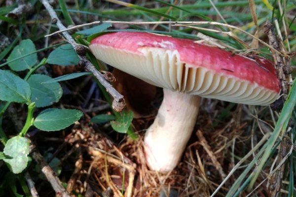 russula-nitida-001-copia1D016F61-4DB7-6987-5010-F2580CAC6634.jpg