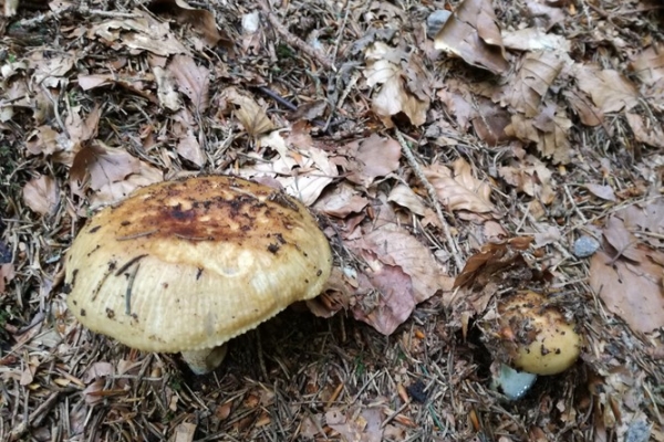 russula-praetervisa-001-copiaB430060A-106C-6442-B7B2-AADA3452223C.jpg