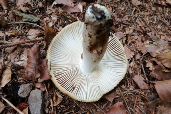 russula-praetervisa-005-copiaFC5A6E82-DD91-DBA4-0D82-BB090FF10F37.jpg