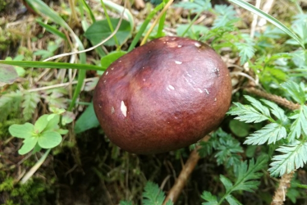 russula-sanguinea-001-copia04D3B684-97D3-4D37-CC2D-3B57A3CB93F2.jpg