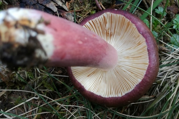 russula-sanguinea-007-copia6A38D2D4-19C8-F790-4208-217EB41714BE.jpg