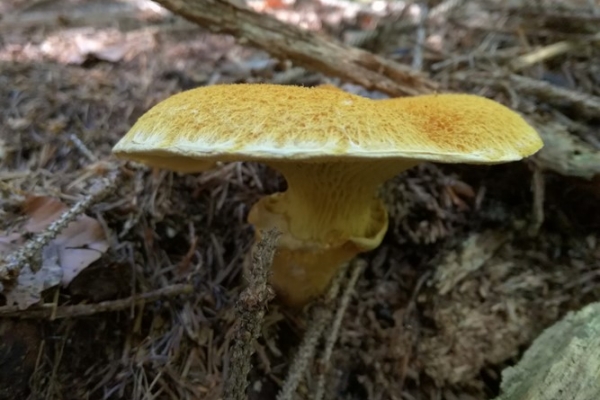 suillus-cavipes-002-copiaA44A01E1-BE85-1D0C-1733-F6A8A85BDDF1.jpg