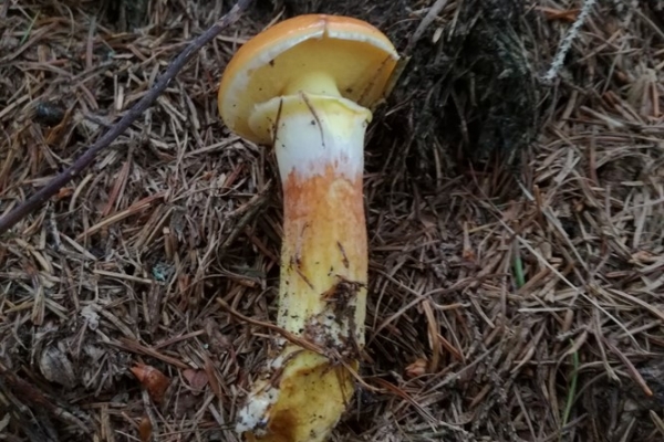 suillus-grevillei-002-copiaA745690E-38BC-77A3-F899-6CD6A7A2B35A.jpg