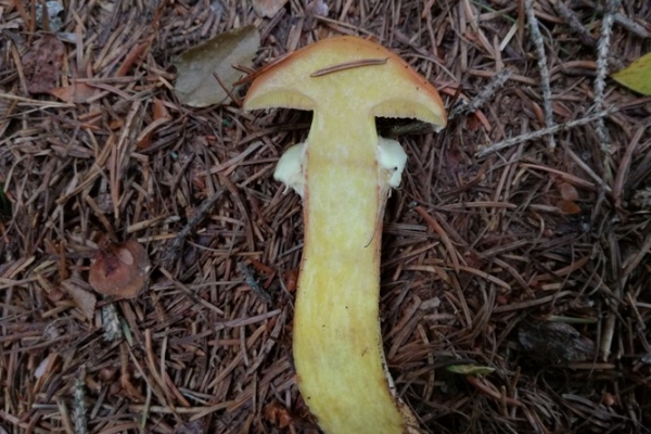 suillus-grevillei-004-copia579C200E-D669-C23F-E073-2C19E57B79FE.jpg