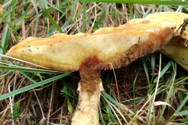 suillus-grevillei-008-copiaCF11AF9F-A16A-9BB6-C22B-446FC2886765.jpg