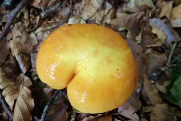 suillus-grevillei-011-copia29A4807A-B652-6FCF-8467-ADD0B4CB713E.jpg