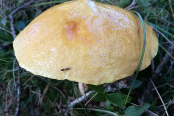 suillus-grevillei-016-copiaAE49BDBD-6169-C2CA-37DD-46BF5EA9B4F1.jpg