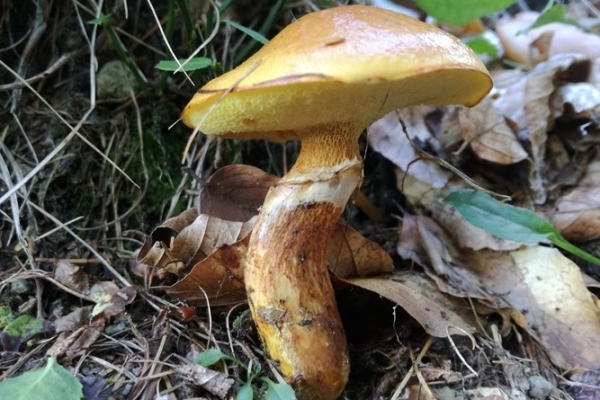 suillus-grevillei-018-copia70962605-BDE0-1CC2-E775-FE4F3A5CA0C5.jpg