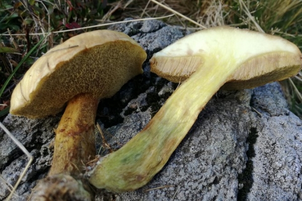 suillus-grevillei-026-copia1D801E97-48D9-2685-A886-5967FD596335.jpg