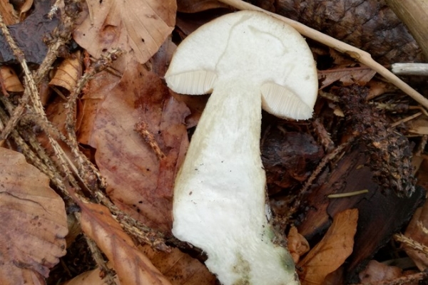 tylopilus-felleus-007a-copiaCCD32B8B-A84A-A74D-D86F-095F4633E859.jpg