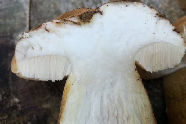 tylopilus-felleus-017-copiaE6A4065C-077D-6A05-DEF4-803C67E3AEC9.jpg