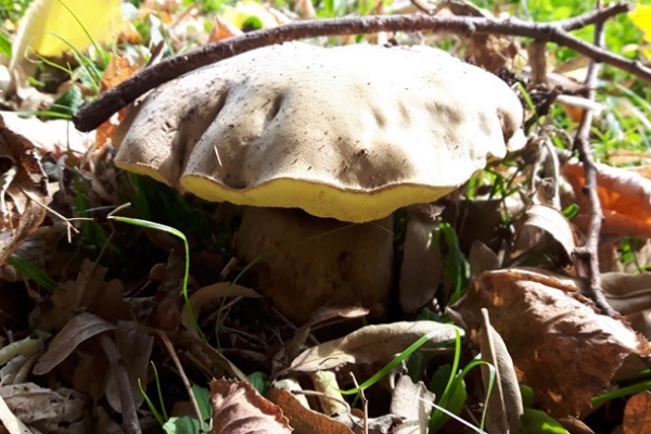 boletus-radicans-1-copia02AA166A-84CD-5717-3E3F-8A2BEF7E3AA9.jpg