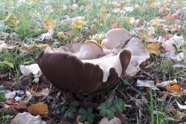 boletus-radicans-3-copia8782A7A4-D912-0E7A-B5AA-0A338CB5617B.jpg