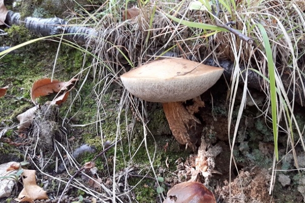 leccinum-copia7462DAC1-9111-FFAF-2F0E-B72293691952.jpg