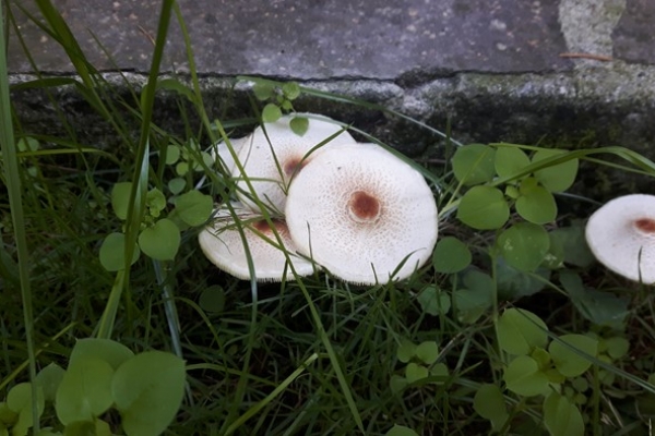 lepiota-cristata-1-copia5B25BEBF-96D0-1C1E-A58E-371BA8ABE423.jpg