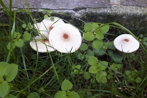 lepiota-cristata-2-copiaAF299AD8-6662-5170-6253-A71CCCFD272F.jpg