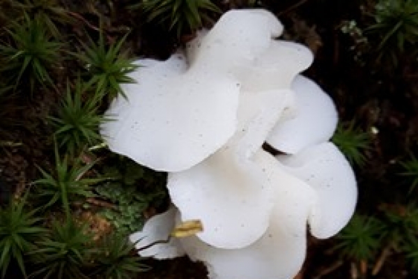 pseudohydnum-gelatinosum-copia8328C57E-D0B0-0F53-C32F-EFAC690C8625.jpg