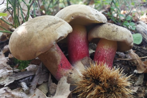 boletus-calopus-copia8F63F967-45B9-BE63-FC41-EC5957F4148F.jpg