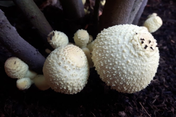 leucocoprinus-flos-sulphuris-4-copia32B36822-160E-F442-9848-C7AA0AA634D7.jpg