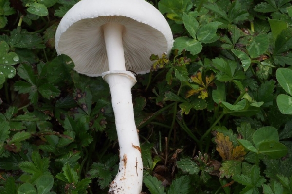 leucoagaricus-leucothites-5-copia20EF8D67-33D4-7B96-E080-31DE92E52B48.jpg