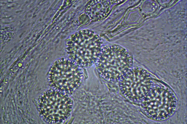 scutellinia-trechispora-1000-luneto-11-copiaA10681E6-A4E3-7B4E-B524-AA0FA3072190.jpg