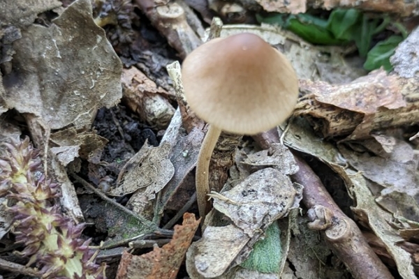 conocybe-tenera1-copiaD5DAD215-4176-B364-A92C-B677176F82D6.jpg