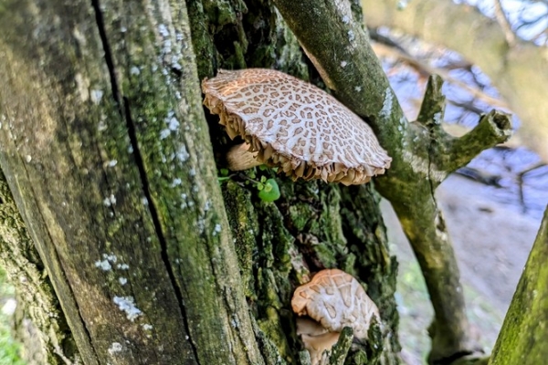 cyclocybe-aegerita-1-pioppino-copiaA2FDFEB7-C296-6996-7B85-578A53726123.jpg