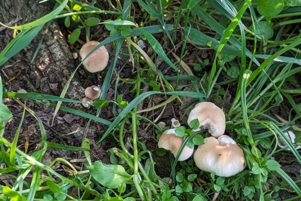 cyclocybe-aegerita-4-pioppino-copiaDEDEBDE2-6EAA-D3C1-F34D-C829427CBF5A.jpg