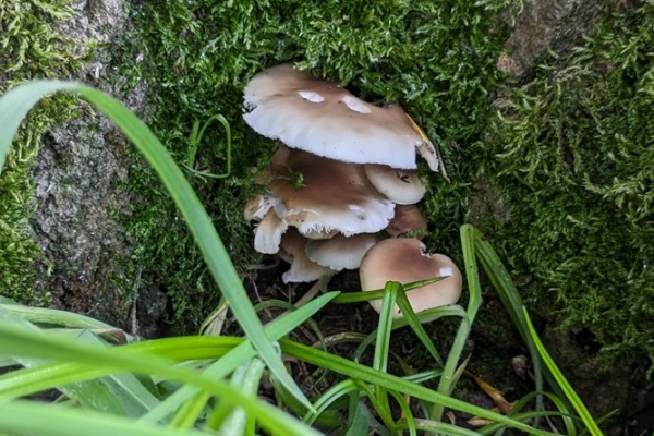 cyclocybe-aegerita-5-pioppino-copiaAD44F3B9-CA42-900B-9B40-B002F9F21D6C.jpg