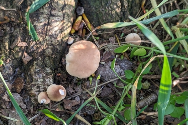 cyclocybe-aegerita-6-pioppino-copia0F4C39D6-1F92-CE9D-F483-201CA4830EAF.jpg
