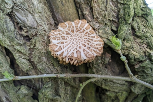 cyclocybe-aegerita-pioppino-copia4081BA01-37BF-73A8-1055-4E7A17ADE55C.jpg