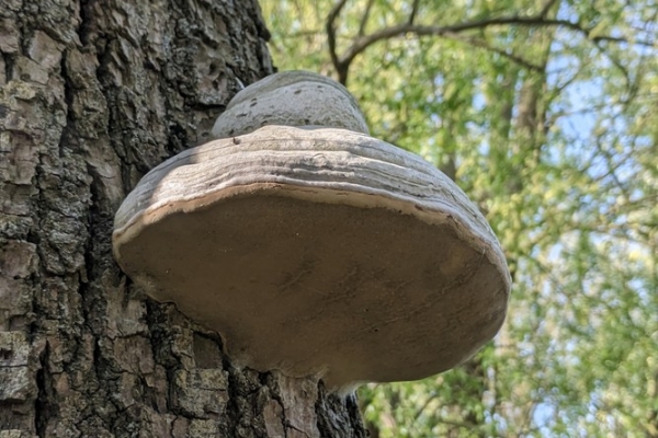 fomes-fomentarius-2-fungo-dell-esca-copiaB4503F53-C052-7245-5EE6-B2563D03BFA9.jpg