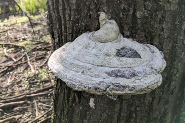 fomes-fomentarius-3-fungo-dell-esca-copiaC8739CD3-F334-414D-E739-09072BB51D9A.jpg