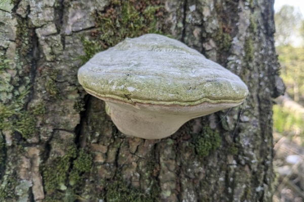fomes-fomentarous-fungo-dell-esca-copia641DAD5E-E9EF-A39C-A3D0-14555BF8980F.jpg