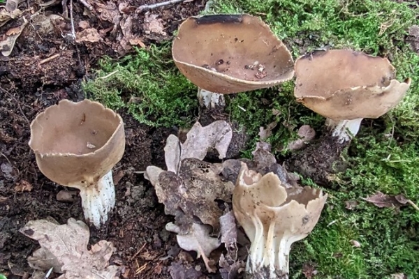 helvella-acetabulum-24-copia8DA777CA-053C-4AA1-89E8-8E3C82F094F8.jpg