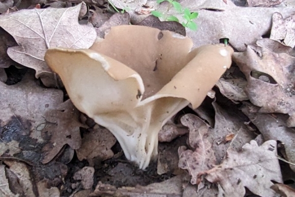 helvella-acetabulum-28-copiaB1063669-1337-6C61-89C9-9E7F1B9DC96C.jpg
