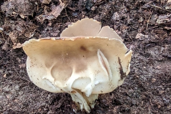 helvella-acetabulum-29-copia3BF9595D-AB5B-1771-25F7-D8DF37AD15B9.jpg