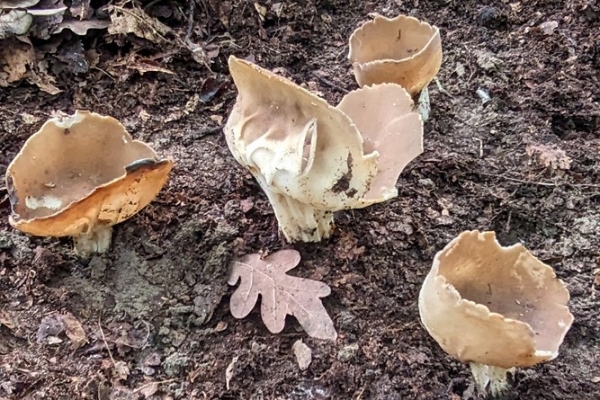 helvella-acetabulum-35-copiaBE65CB2E-9239-84FA-EF3D-9BFAA5F18B50.jpg