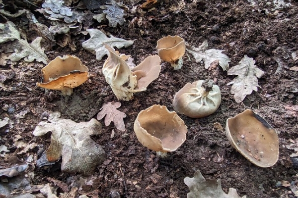 helvella-acetabulum-38-copiaC08A9684-04CA-8132-23C8-722F22E60C60.jpg