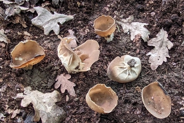 helvella-acetabulum-40-copia7AF34687-819D-32F3-C103-E072EE80EE00.jpg