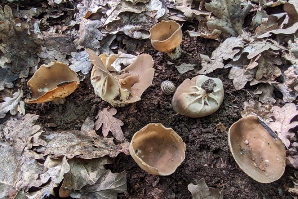 helvella-acetabulum-43-copiaCB70A8CF-8E8C-B5B6-49D0-2CDAEDB94527.jpg