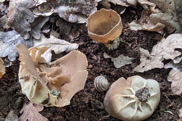 helvella-acetabulum-44-copia3B077C12-DC4E-5096-29B5-73173DD39610.jpg