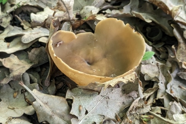helvella-acetabulum1-copia38CAAE01-95D6-8D33-71A4-C79299E14D69.jpg