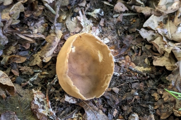 helvella-acetabulum10-copiaF1E1B44A-58AA-3A18-EF7F-141D2F73BE62.jpg