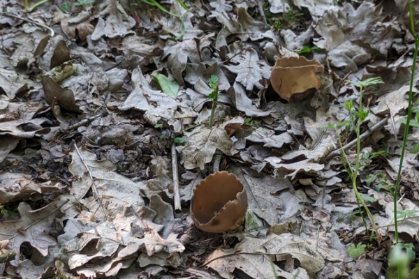 helvella-acetabulum11-copiaED8A1154-2E23-38E4-5F42-5E119E74B841.jpg