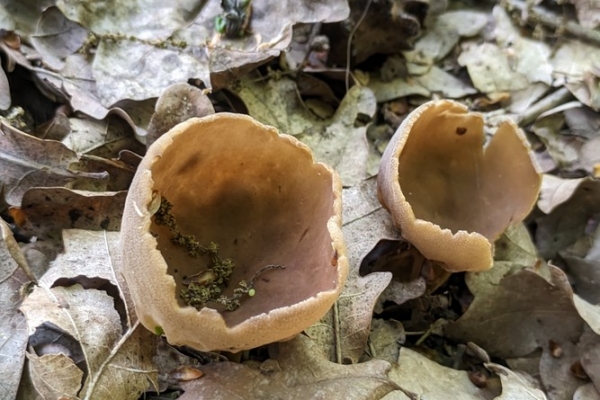 helvella-acetabulum2-copia1B5B837A-A71E-5228-9D28-97692C863298.jpg