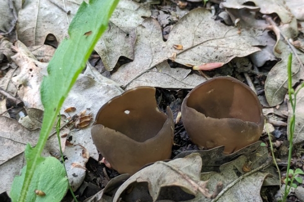 helvella-acetabulum3-copia5F0F9702-B2B2-7DAA-B5B5-CF66AF7982B8.jpg