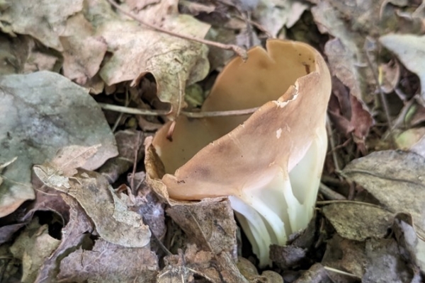 helvella-acetabulum5-copia0292669E-9A2E-8CC3-68D2-6A39D1D5C958.jpg
