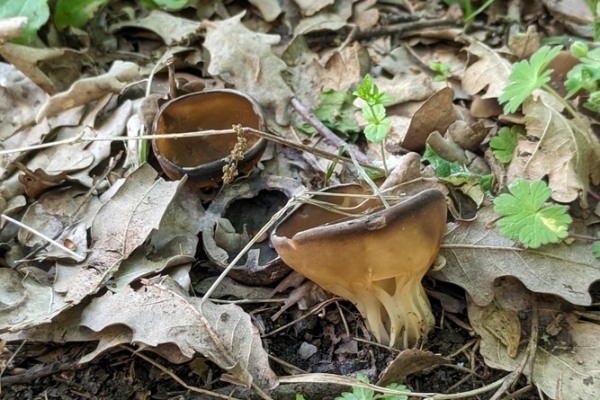 helvella-acetabulum6-copia06674082-3249-58B7-A1D7-55E8B1AD2B76.jpg
