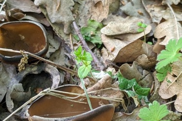 helvella-acetabulum7-copia11316AA3-0749-60A9-79E5-224A1973521A.jpg